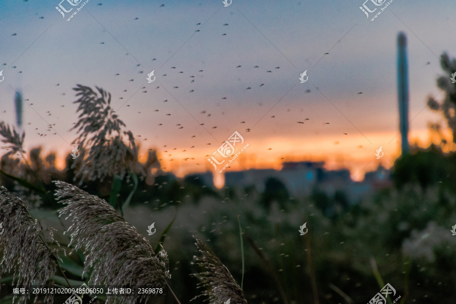 夕阳下的芦苇与飞虫