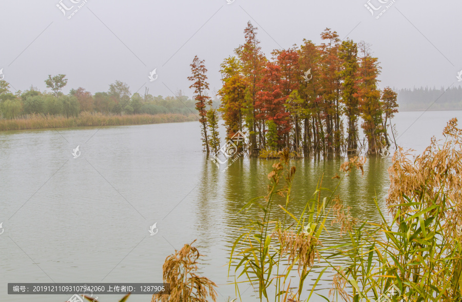 湖中水杉树