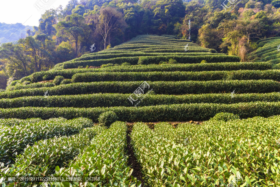 龙井茶山