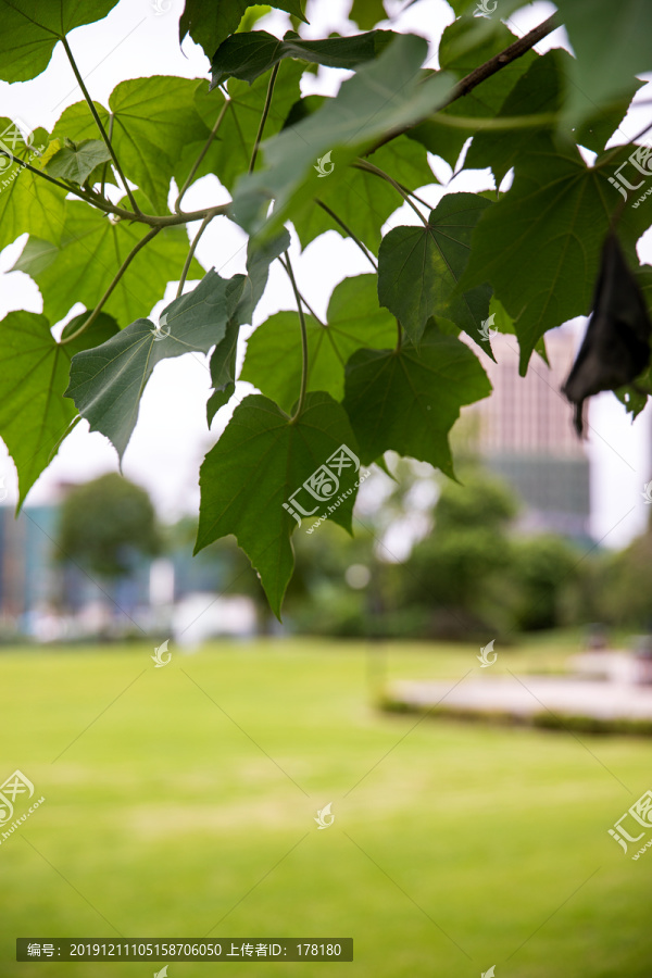 芙蓉树叶