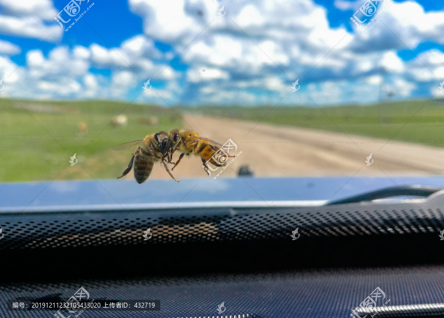 车窗上的蜜蜂