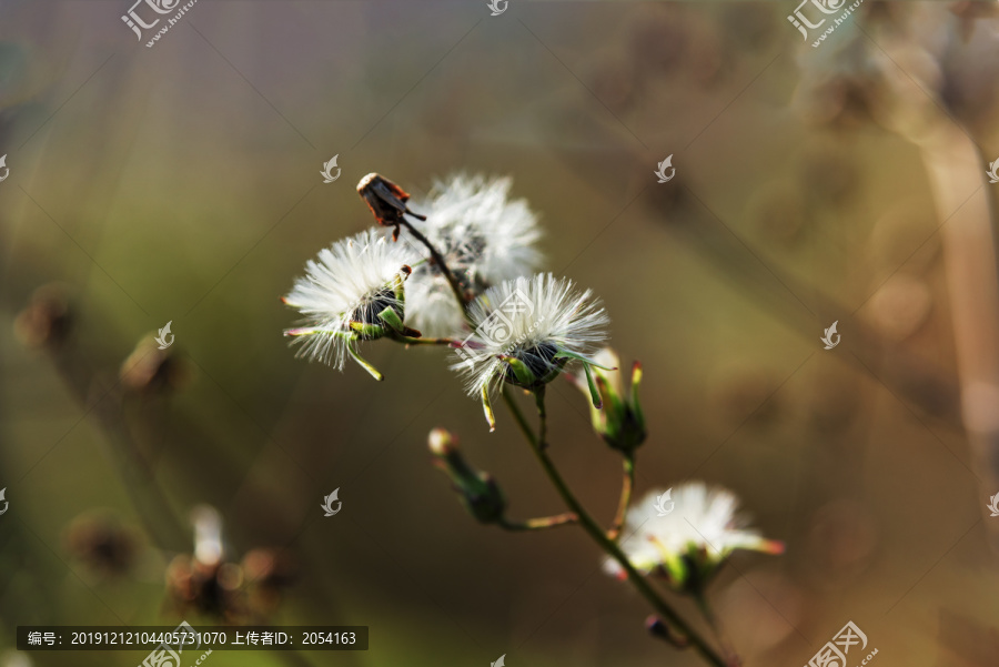 野草