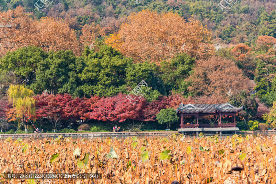 杭州西湖北山街秋景