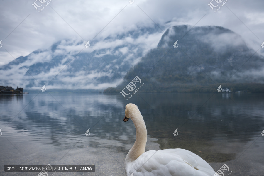 哈尔施塔特湖边的白天鹅和云雾