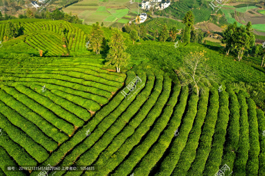 高山茶园