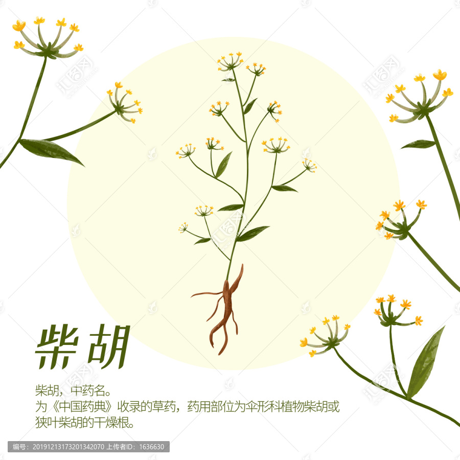中藥柴胡