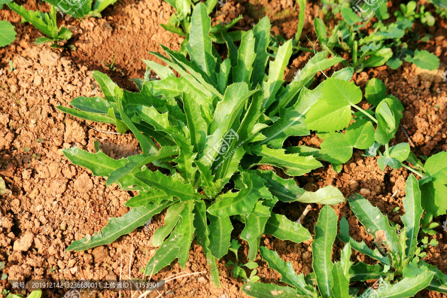 野菜