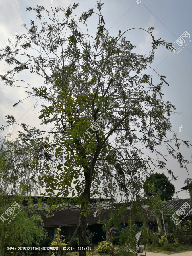 广西南宁市桂景园植物学栽培