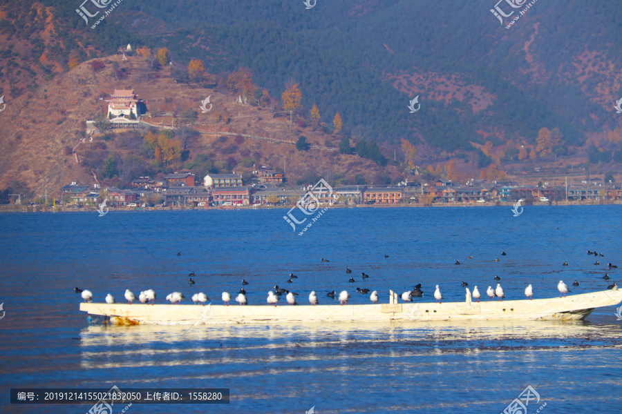 海鸥