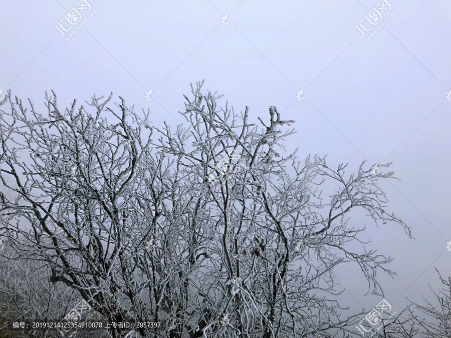 积雪的树枝