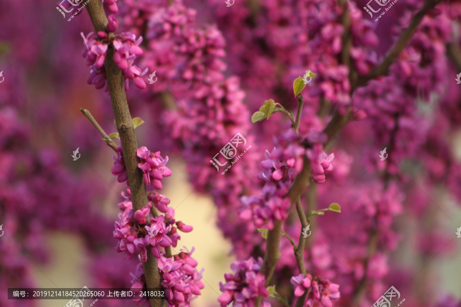 紫荊花-匯圖網(wǎng) fosd68.com 紫荊花
