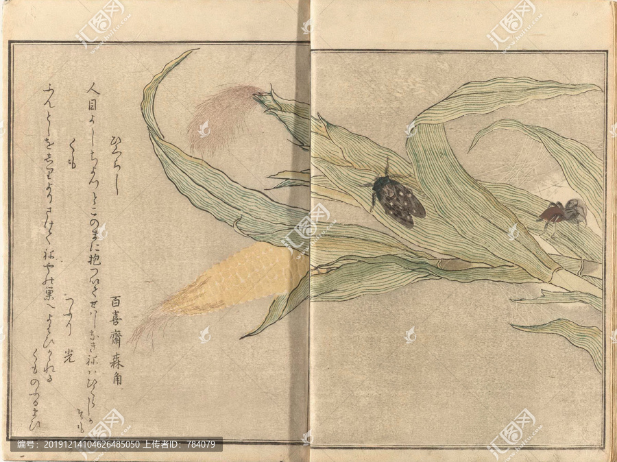喜多川歌麿蟬和蜘蛛
