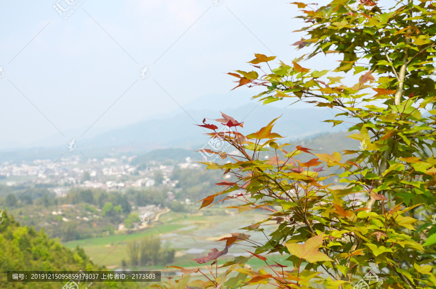 枫香树