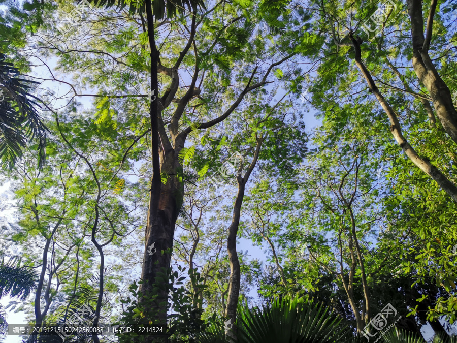 陽光樹林