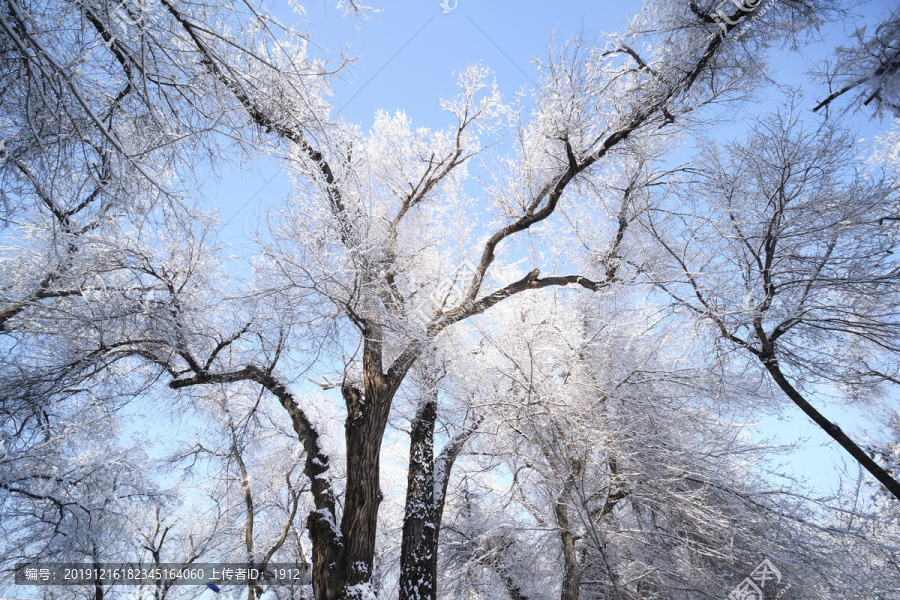 雪林