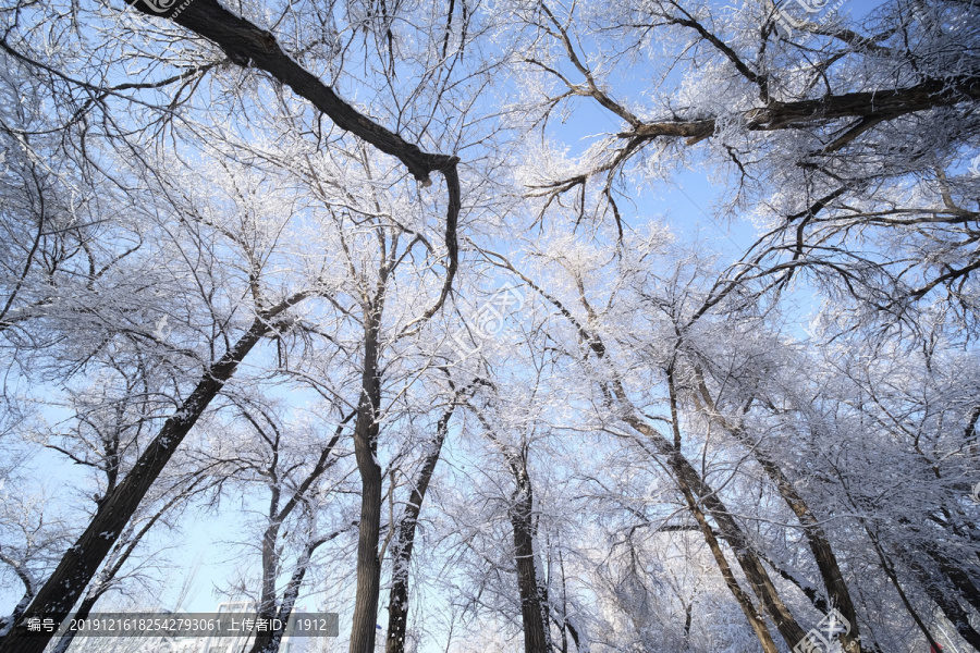 雪林