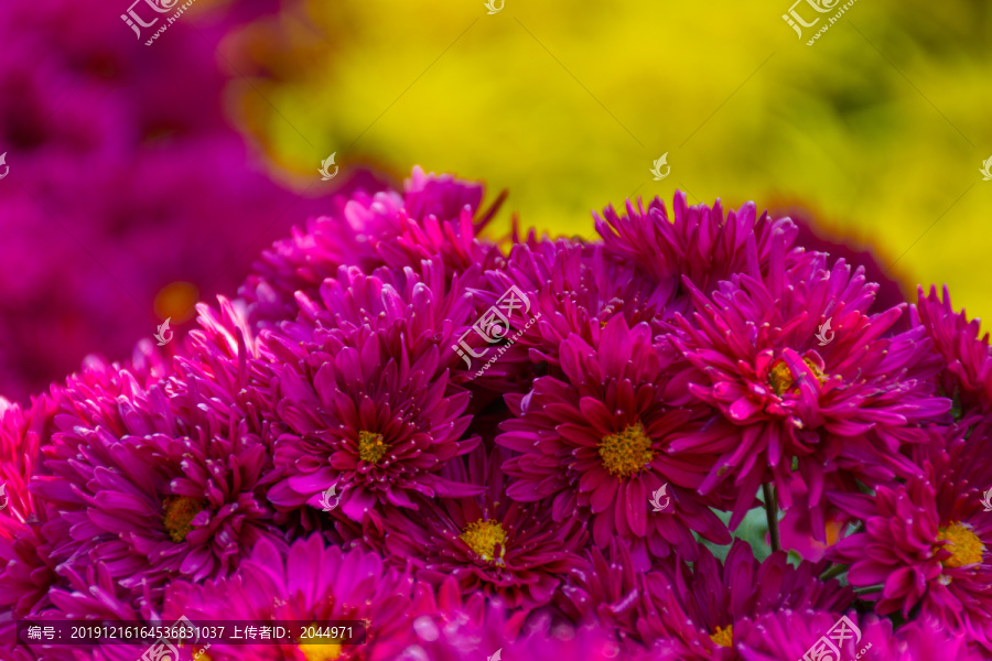 紫红色菊花