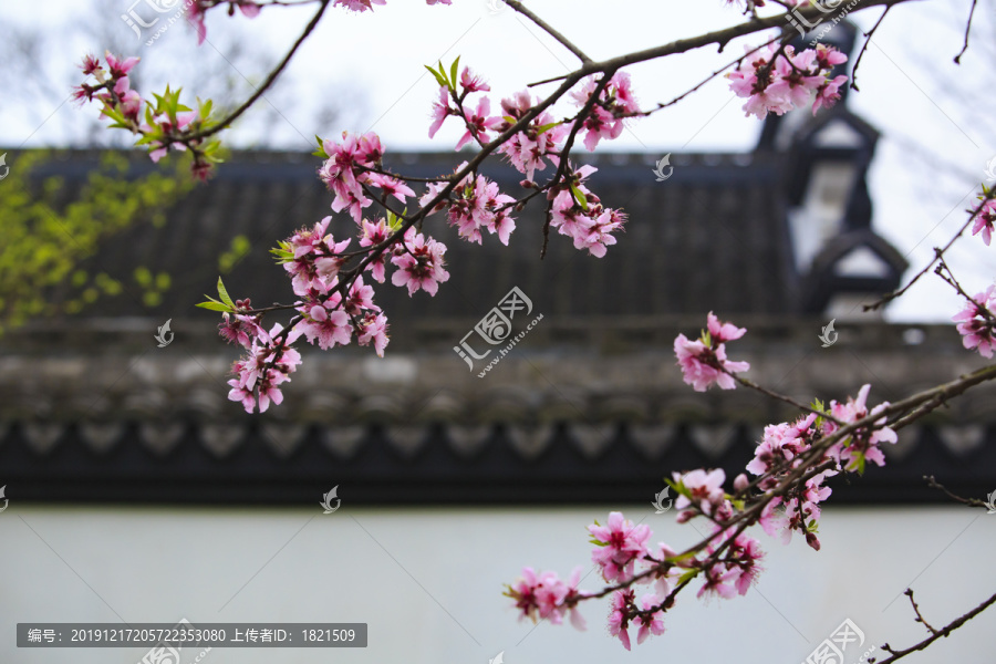 宁波慈溪达蓬山风景区桃花盛开