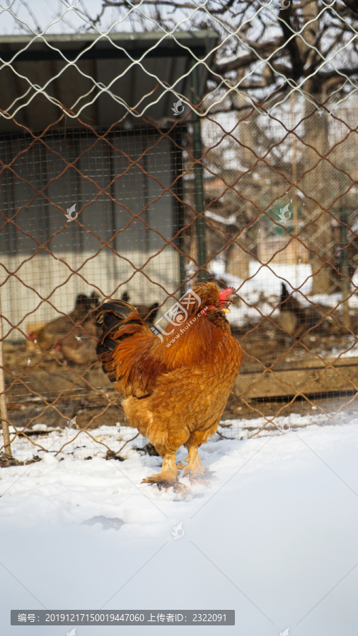 果园雪地上的鸡