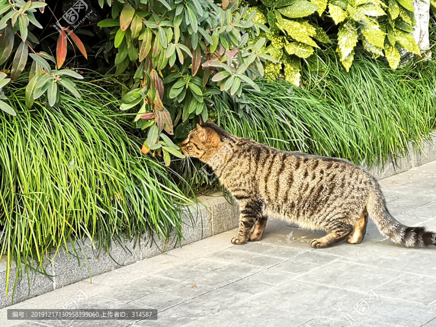 野猫