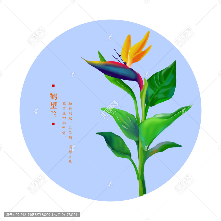 鶴望蘭