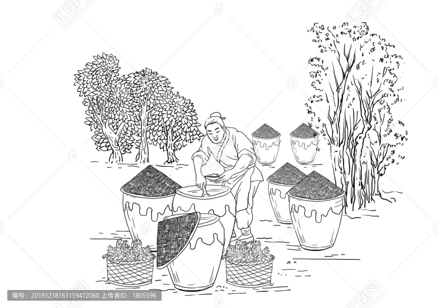 香椿芽插畫