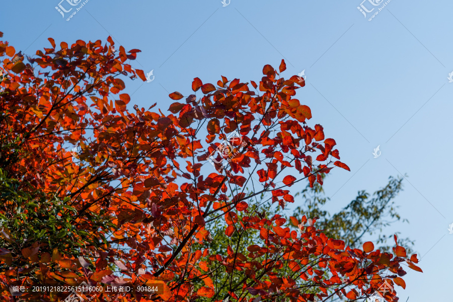蓝天背景的巫山红叶