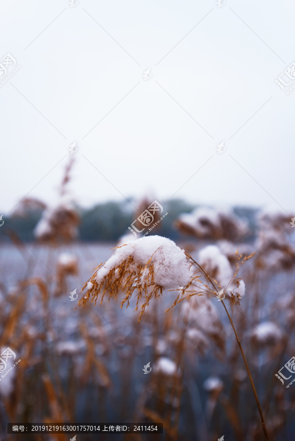 雪中芦苇