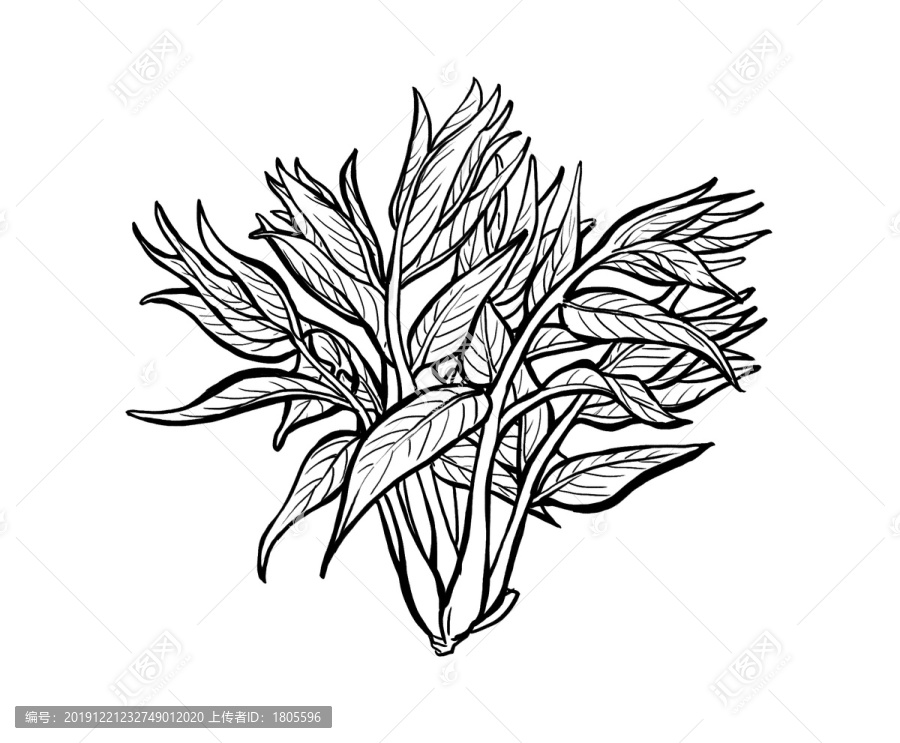 香椿插畫