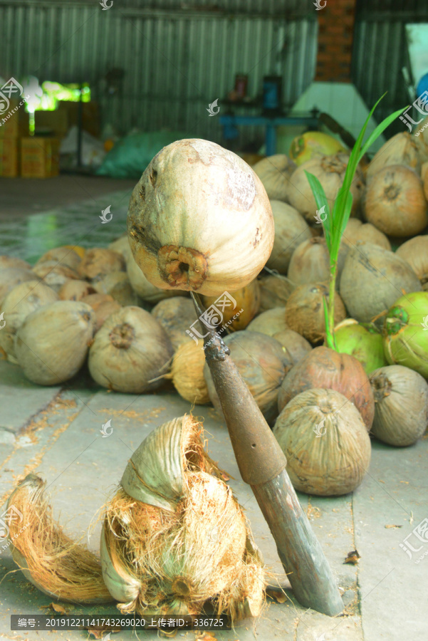 越南湄公河岛屿上的椰子糖作坊