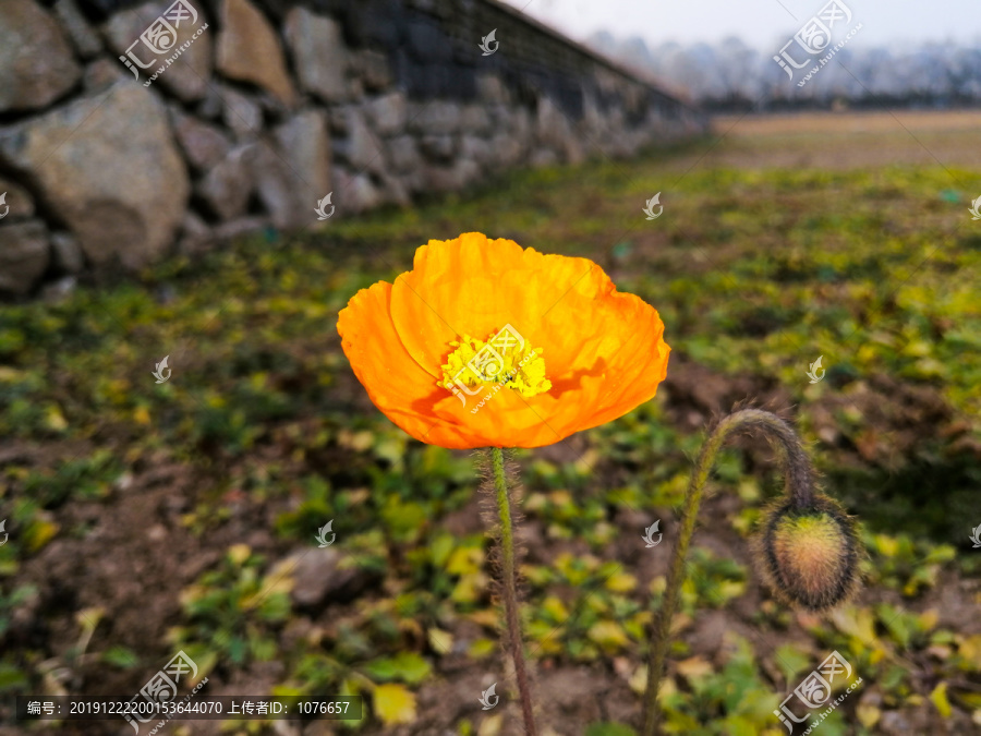 黄色虞美人高清特写