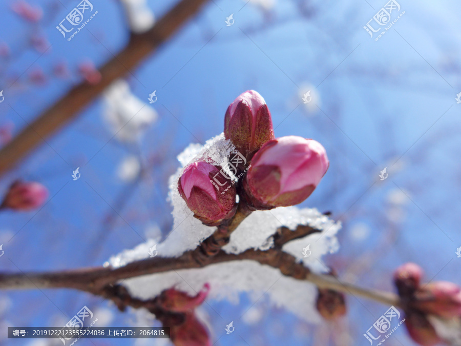 雪中花苞