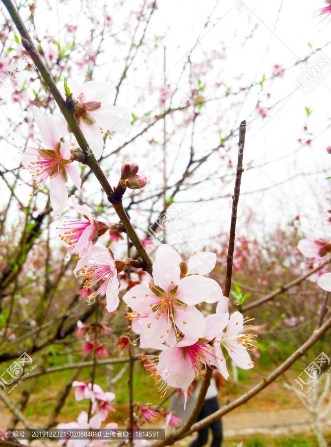 桃花