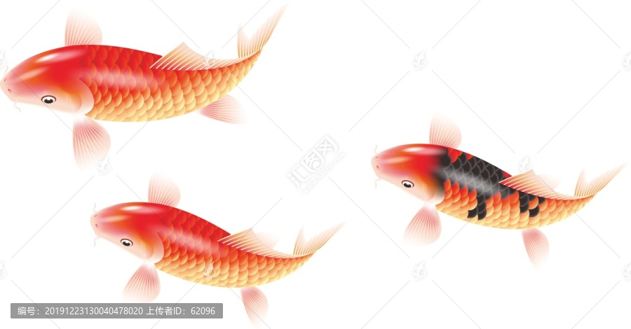 錦鯉