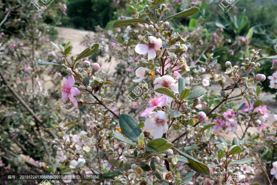 山菍