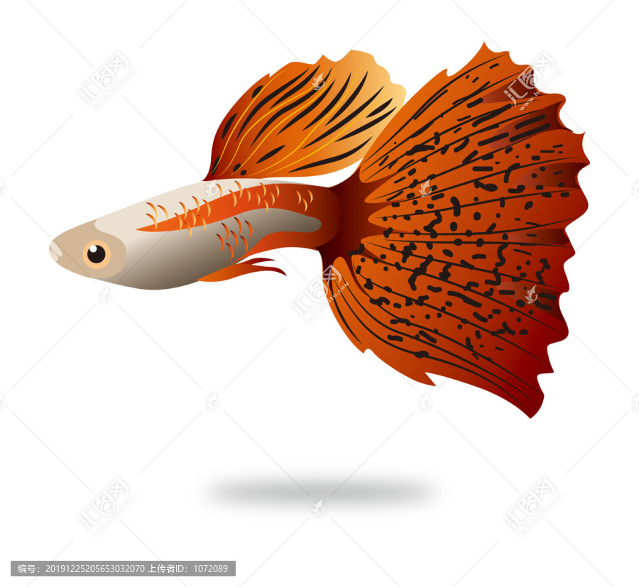 孔雀魚