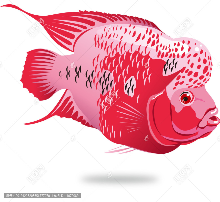 羅漢魚(yú)