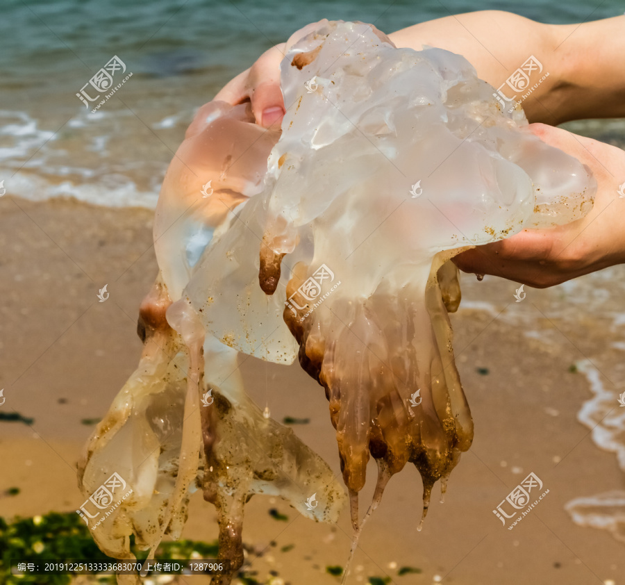 收获海蜇