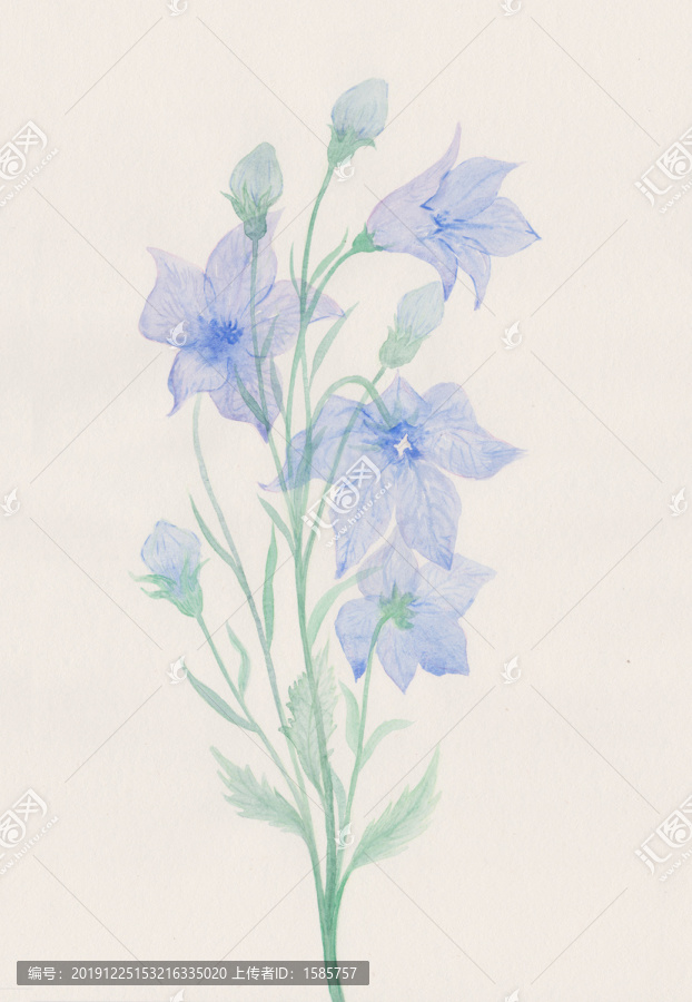 手繪水彩藍色桔梗透明