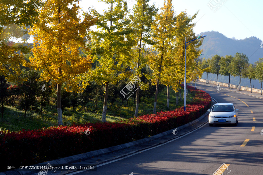 金黄色树林道路