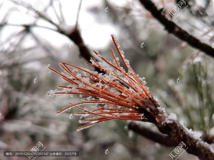 雪松