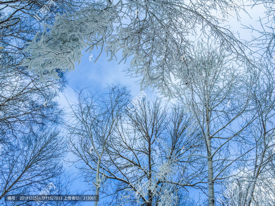 蓝天冬季雾凇大树