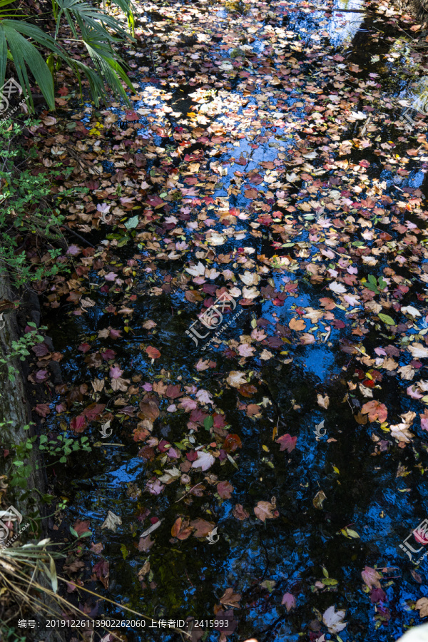 落满树叶的河面