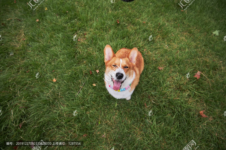 柯基犬