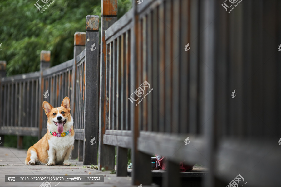 柯基犬