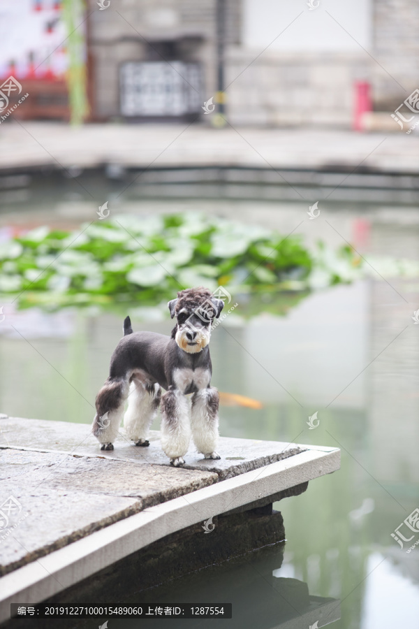 雪纳瑞梗犬