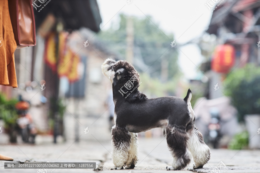 雪纳瑞梗犬