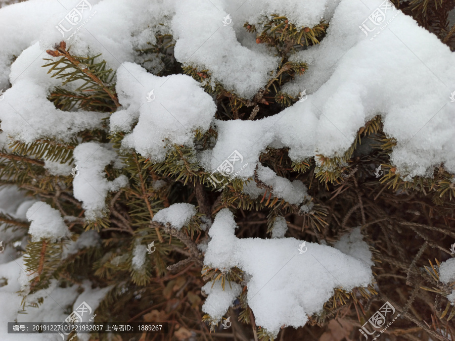 雪松