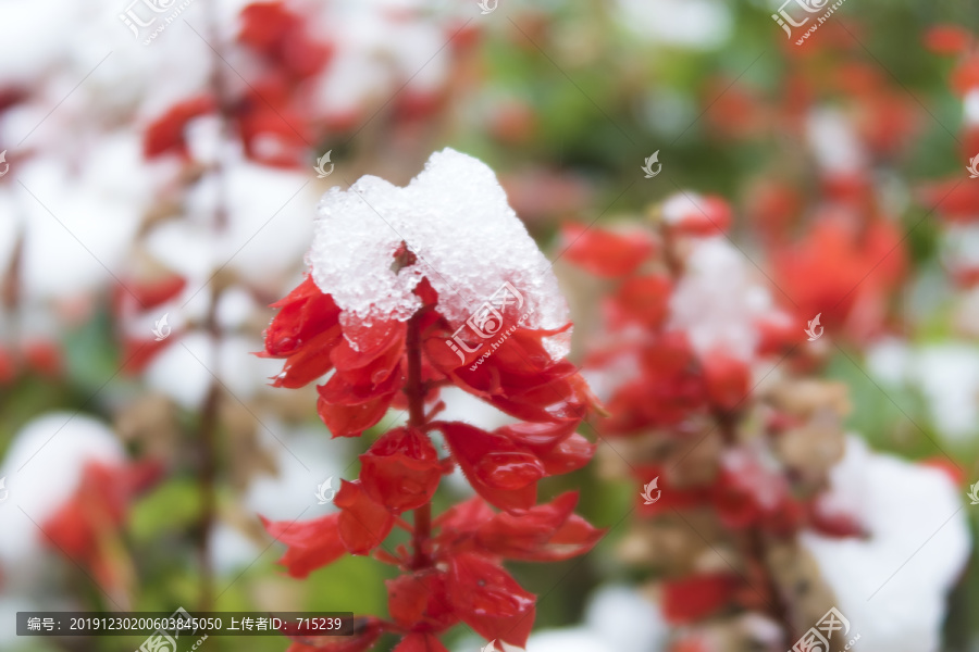 雪中的一串红