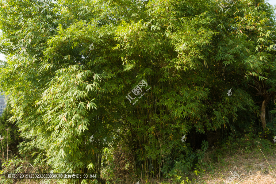 庭院绿化观赏植物绿色的竹子